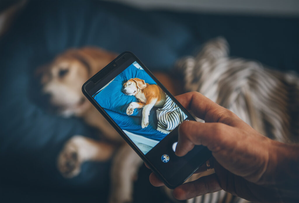 Pet photos